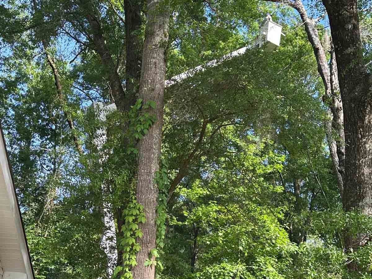 El Costeño Tree Service LLC